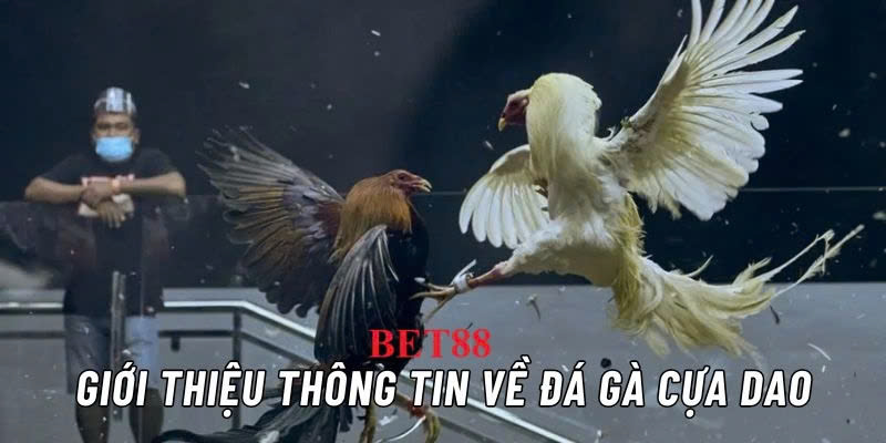 Giới thiệu một số thông tin về hình thức đá gà cựa dao trên Bet88